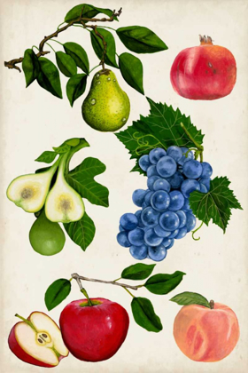 Picture of FRUIT COLLECTION I