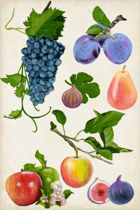 Picture of FRUIT COLLECTION II