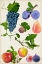 Picture of FRUIT COLLECTION II