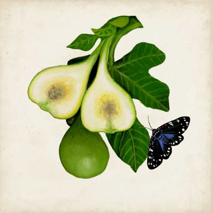 Picture of FRUIT WITH BUTTERFLIES III