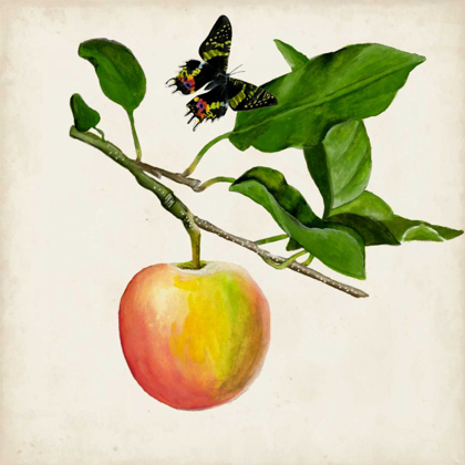 Picture of FRUIT WITH BUTTERFLIES IV