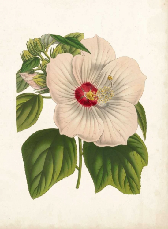 Picture of STRIKING HIBISCUS