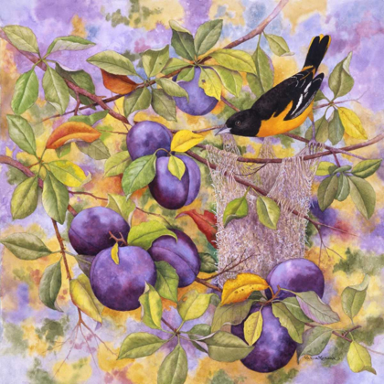 Picture of ORIOLE AND PLUMS