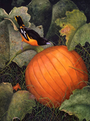 Picture of ORIOLE AND PUMPKIN