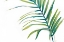 Picture of PALM WONDERFUL V