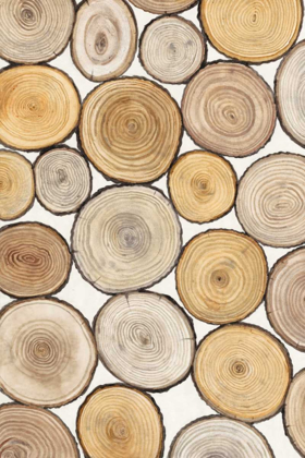 Picture of TREE RING STUDY I