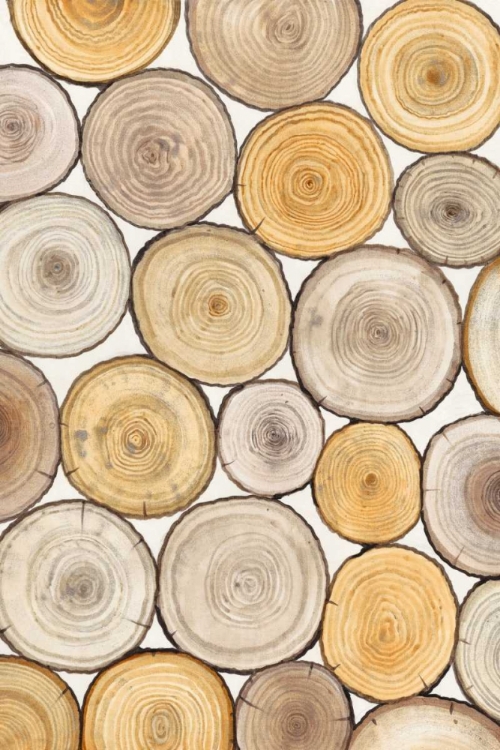 Picture of TREE RING STUDY II