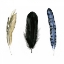 Picture of SOFT FEATHERS I