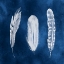 Picture of CYANOTYPE FEATHERS I