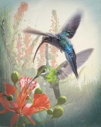 Picture of HUMMINGBIRD CYCLE I