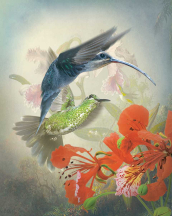 Picture of HUMMINGBIRD CYCLE II