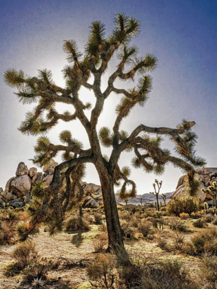 Picture of VIEWS OF JOSHUA TREE I