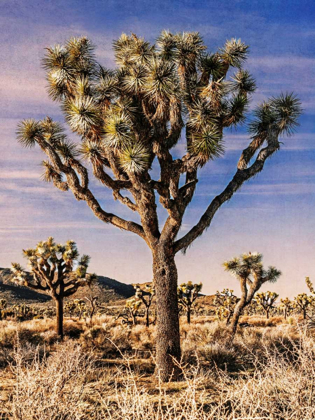 Picture of VIEWS OF JOSHUA TREE IV