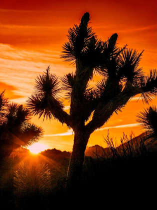 Picture of VIEWS OF JOSHUA TREE V