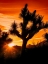Picture of VIEWS OF JOSHUA TREE V