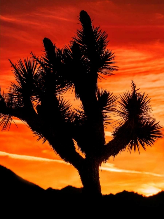 Picture of VIEWS OF JOSHUA TREE VI