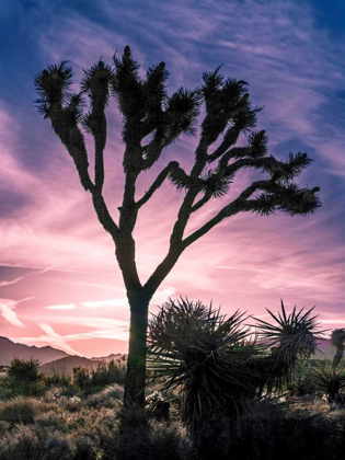 Picture of VIEWS OF JOSHUA TREE VII