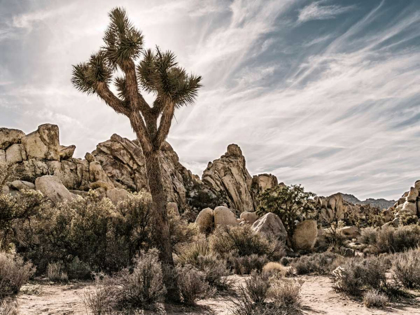 Picture of VIEWS OF JOSHUA TREE VIII