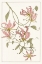 Picture of BOTANICAL GLORIOSA LILY II