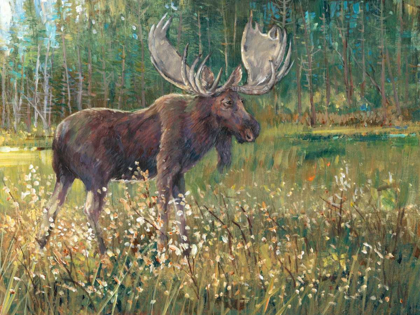 Picture of MOOSE IN THE FIELD