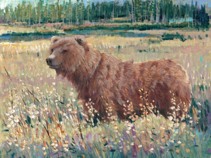 Picture of BEAR IN THE FIELD