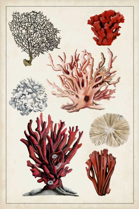 Picture of ANTIQUE CORAL STUDY I