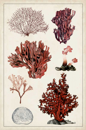 Picture of ANTIQUE CORAL STUDY II