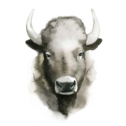 Picture of WATERCOLOR BUFFALO