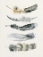 Picture of TRIBAL FEATHER I