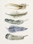 Picture of TRIBAL FEATHER II