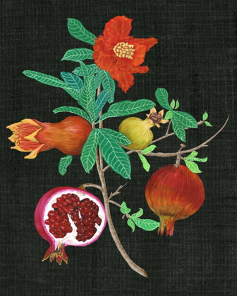 Picture of POMEGRANATE STUDY II