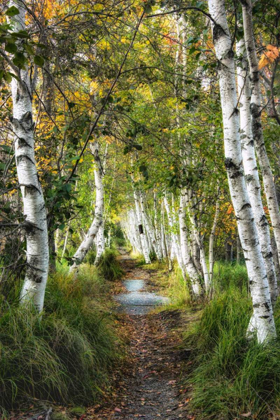 Picture of BIRCH PATH I