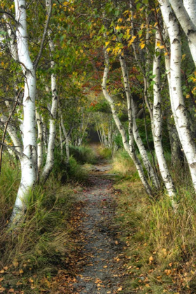 Picture of BIRCH PATH II