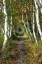 Picture of BIRCH PATH II