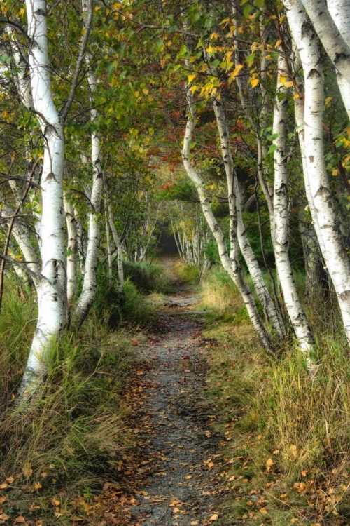 Picture of BIRCH PATH II