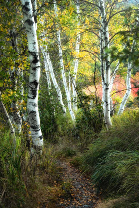 Picture of BIRCH PATH III