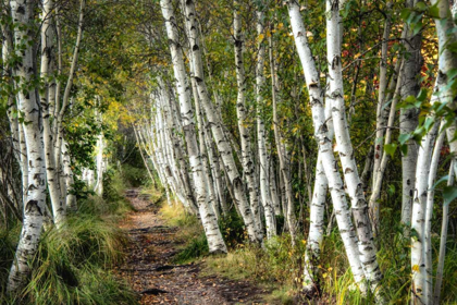 Picture of A WALK THROUGH THE BIRCH TREES