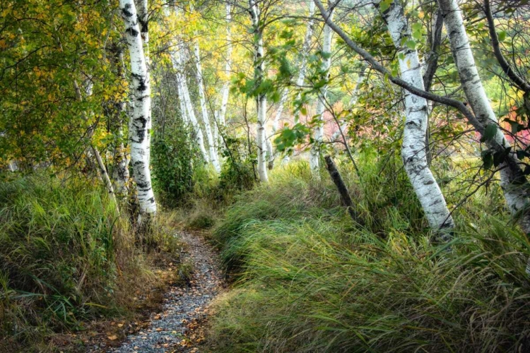 Picture of BIRCH TREES AND TALL GRASS