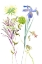 Picture of WATERCOLOR FLORAL STUDY II
