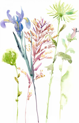Picture of WATERCOLOR FLORAL STUDY III