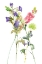 Picture of WATERCOLOR FLORAL STUDY IV