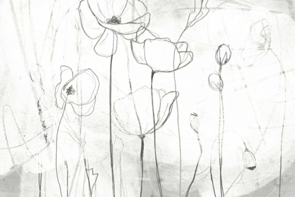 Picture of POPPY SKETCHES I