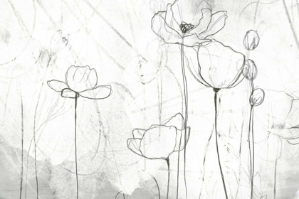 Picture of POPPY SKETCHES II