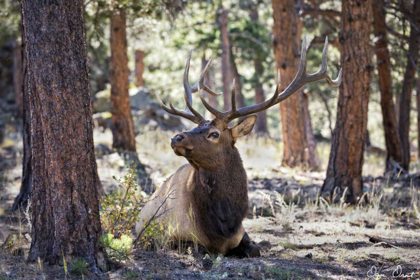 Picture of ELK STUDY I