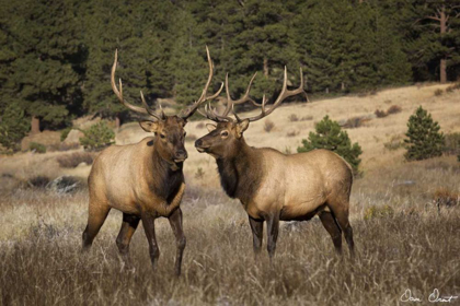 Picture of ELK STUDY IV