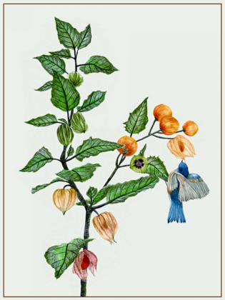 Picture of CAPE GOOSEBERRY II