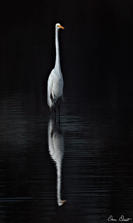 Picture of ELEGANT EGRET I