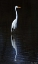 Picture of ELEGANT EGRET II