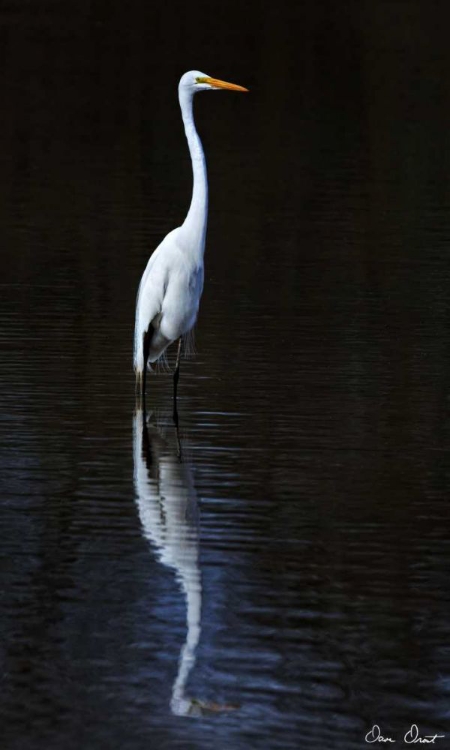 Picture of ELEGANT EGRET II