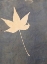 Picture of LONE LEAF